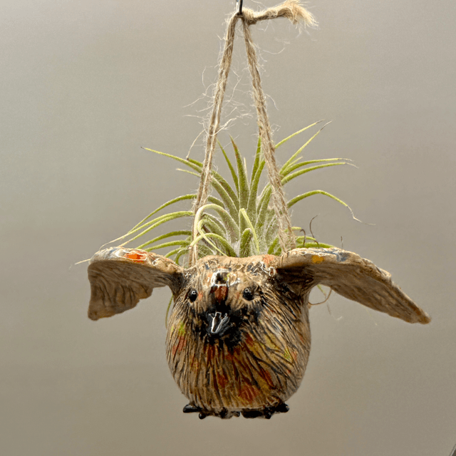 Flying bird air plant basket